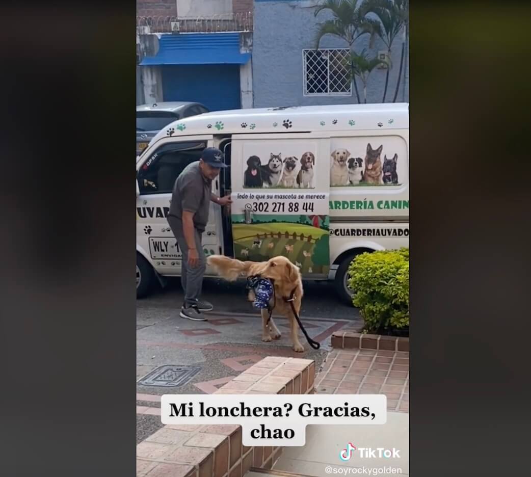 ゴールデンレトリーバー,動画