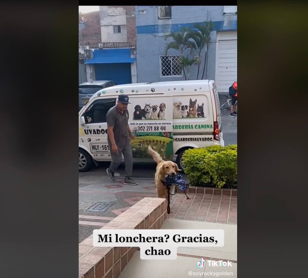 ゴールデンレトリーバー,動画