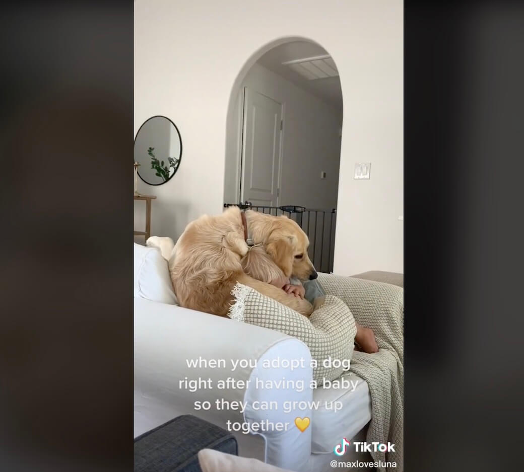 ゴールデンレトリーバー,動画