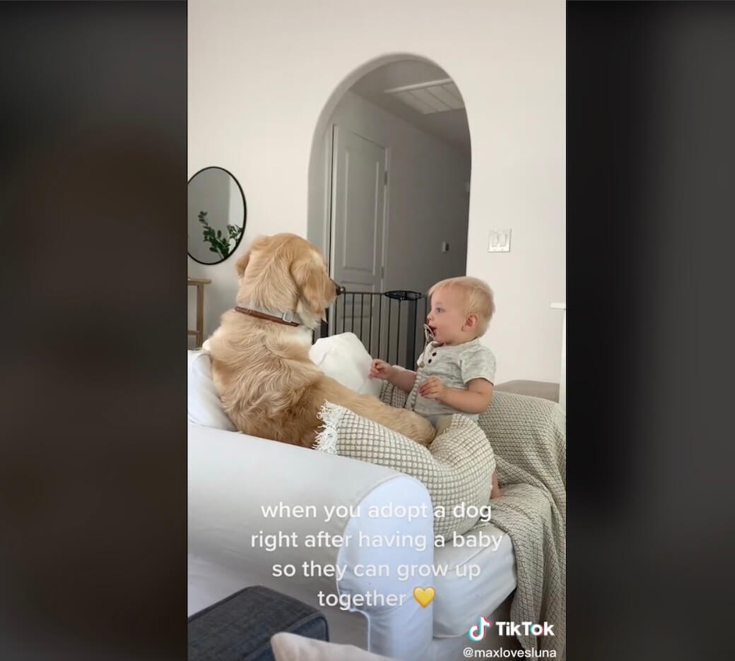 ゴールデンレトリーバー,動画