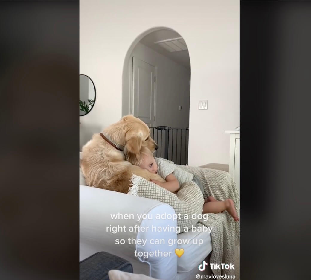 ゴールデンレトリーバー,動画