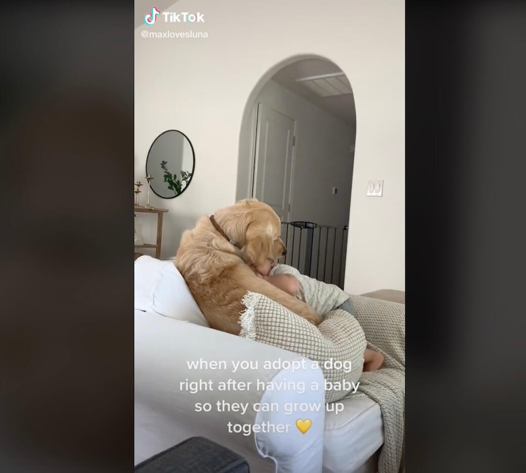 ゴールデンレトリーバー,動画