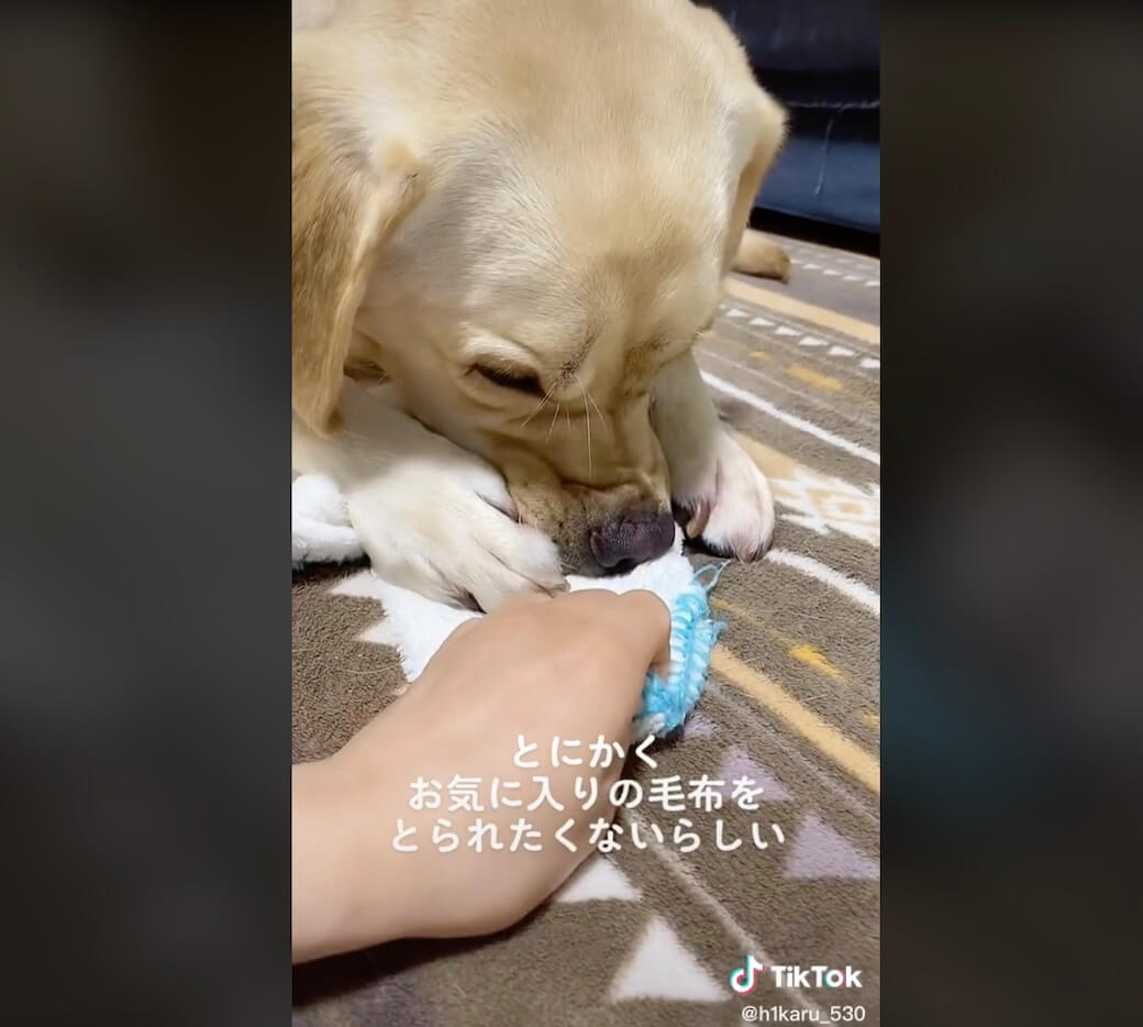 ラブラドールレトリーバー,動画