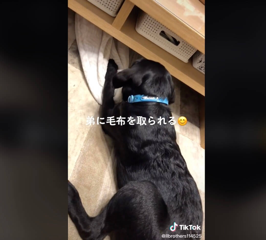 ラブラドールレトリーバー,動画