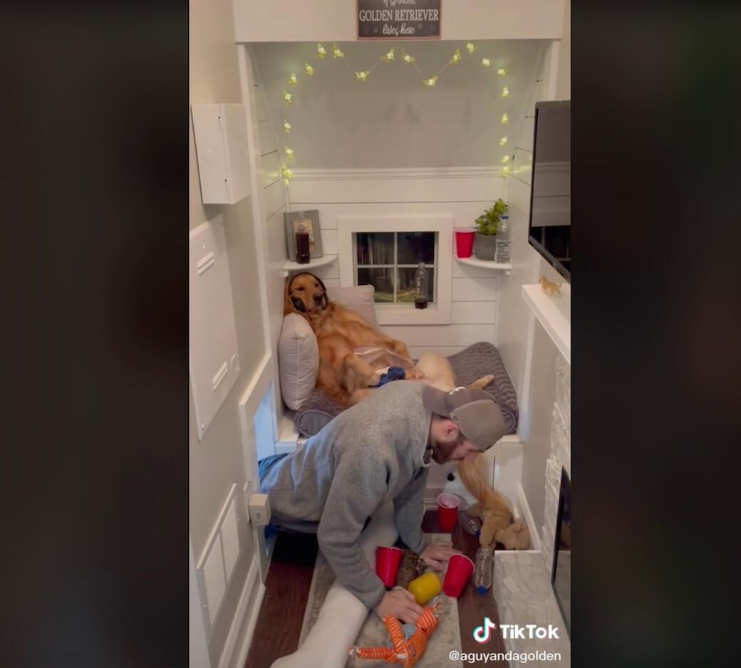 ゴールデンレトリーバー,動画