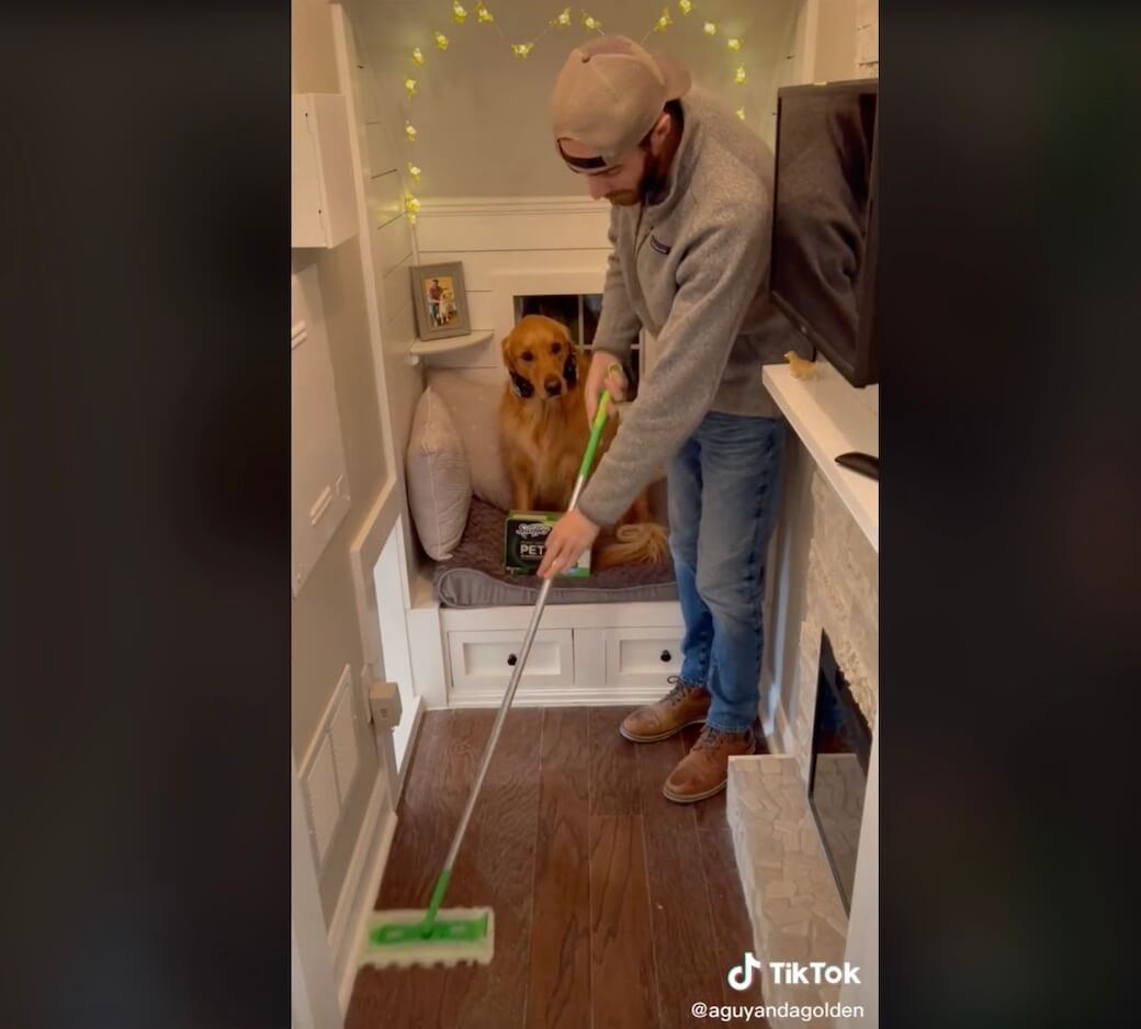 ゴールデンレトリーバー,動画