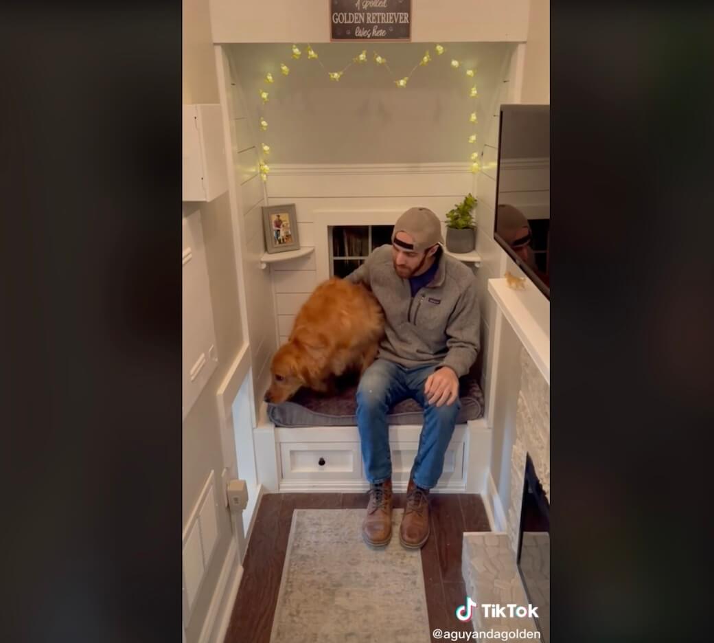 ゴールデンレトリーバー,動画