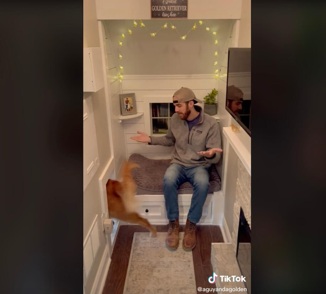 ゴールデンレトリーバー,動画