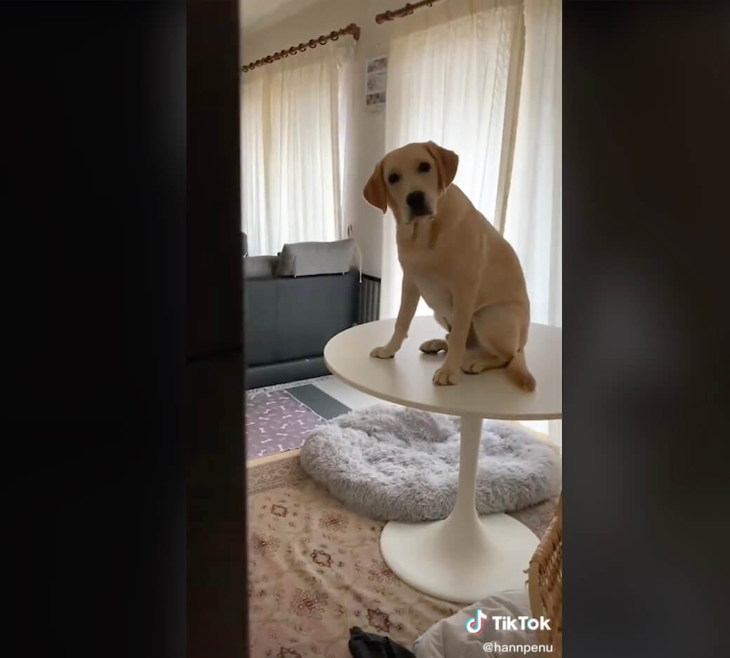 ラブラドールレトリーバー,動画