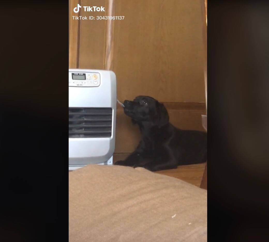 ラブラドールレトリーバー,動画