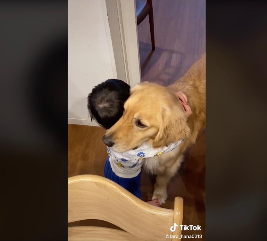 ゴールデンレトリーバー,動画