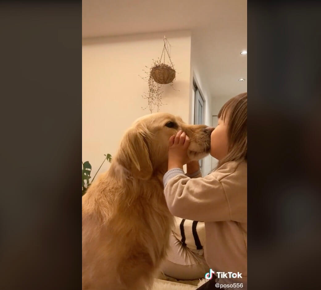 ゴールデンレトリーバー,動画