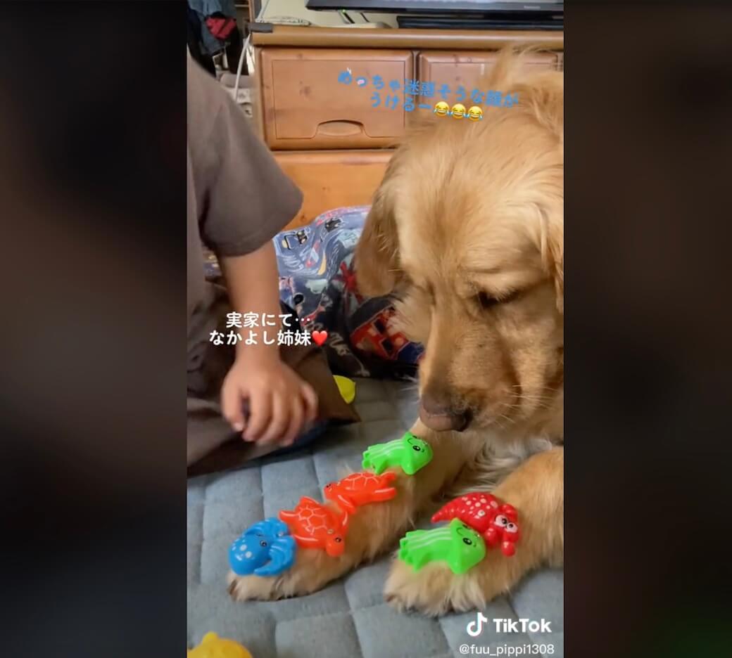 ゴールデンレトリーバー,動画