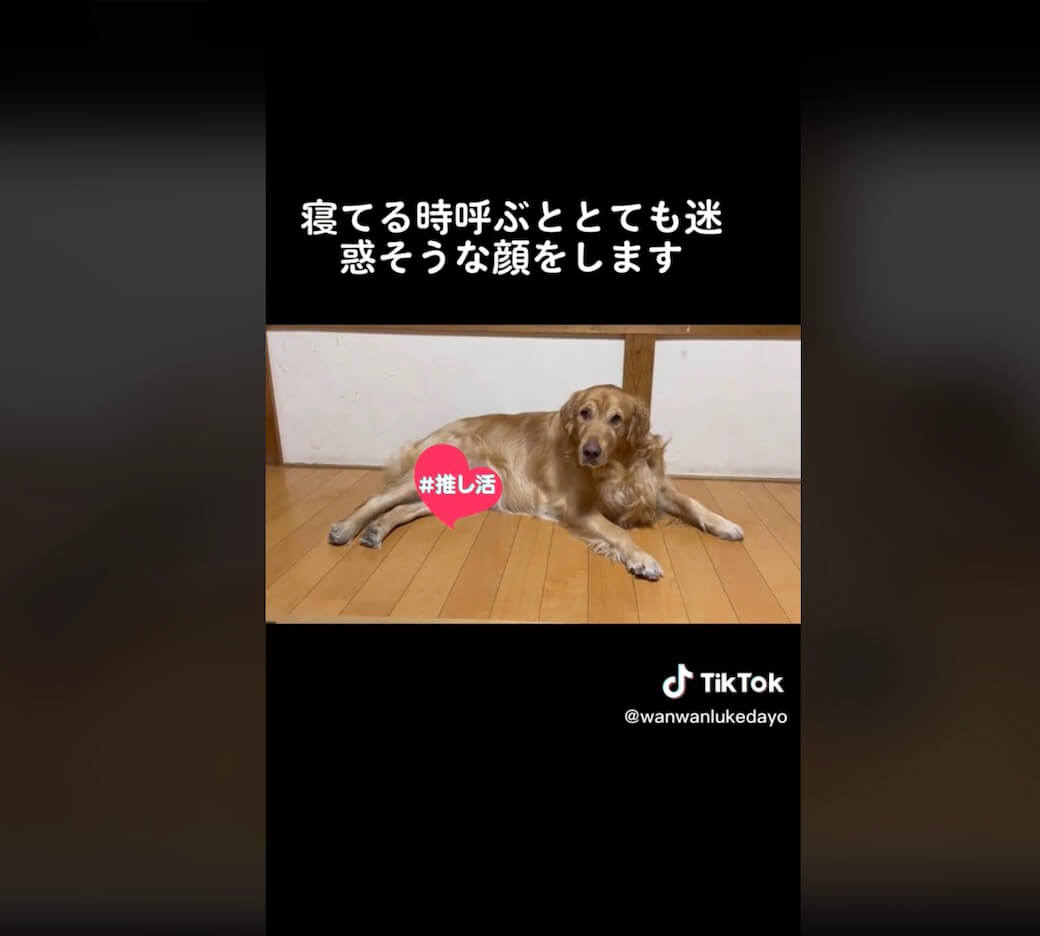 ゴールデンレトリーバー,動画