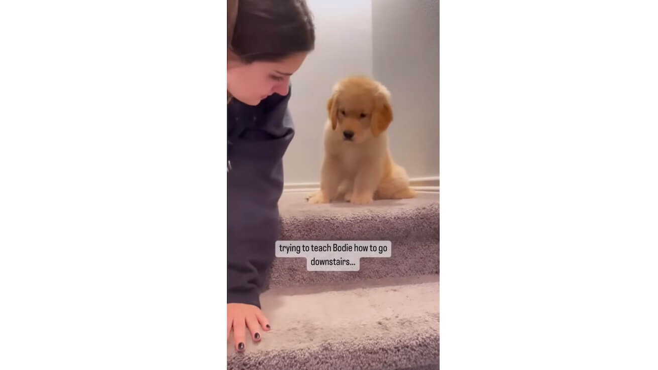 ゴールデンレトリーバー,動画