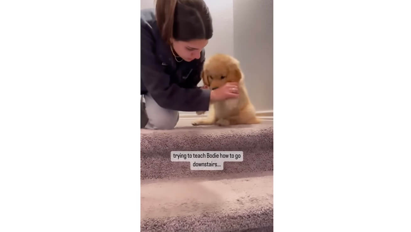 ゴールデンレトリーバー,動画