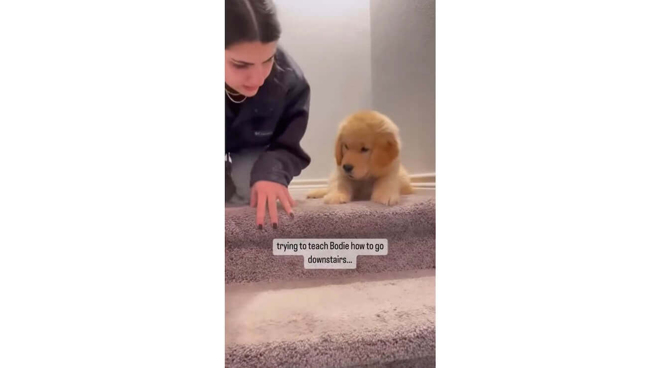 ゴールデンレトリーバー,動画