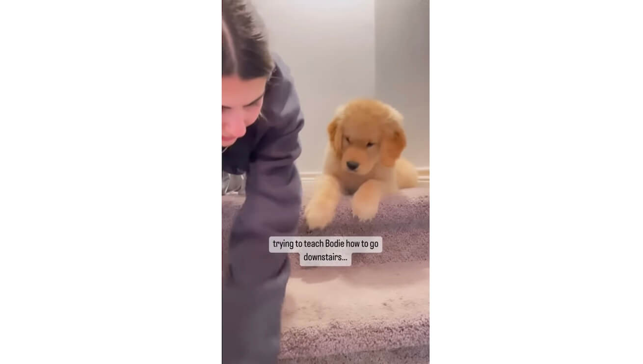 ゴールデンレトリーバー,動画