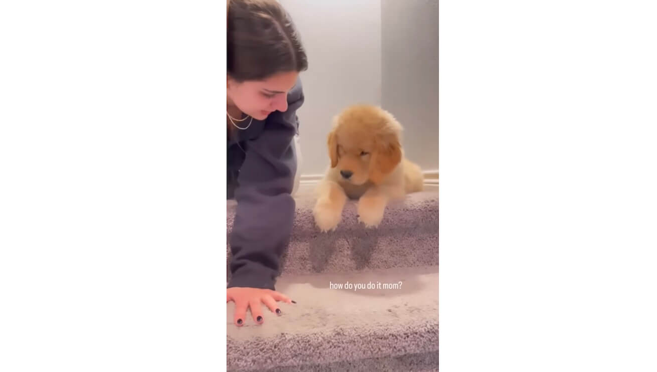 ゴールデンレトリーバー,動画