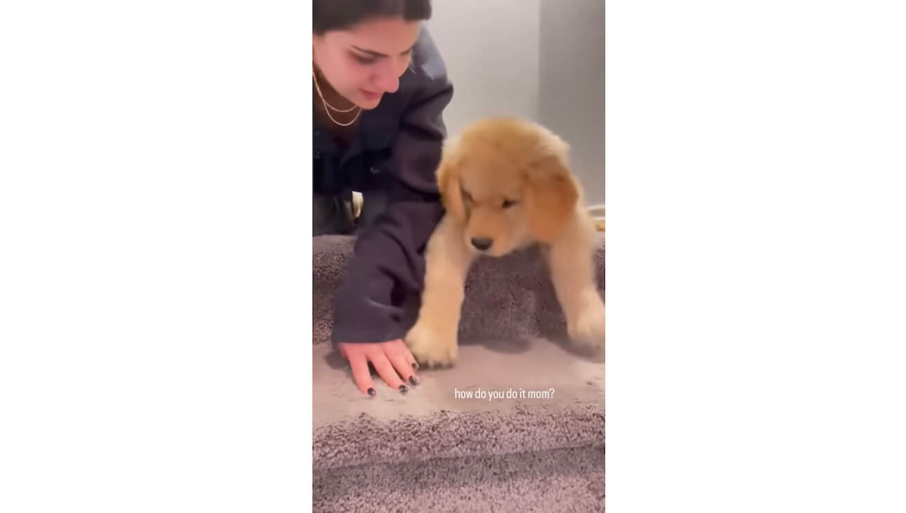 ゴールデンレトリーバー,動画