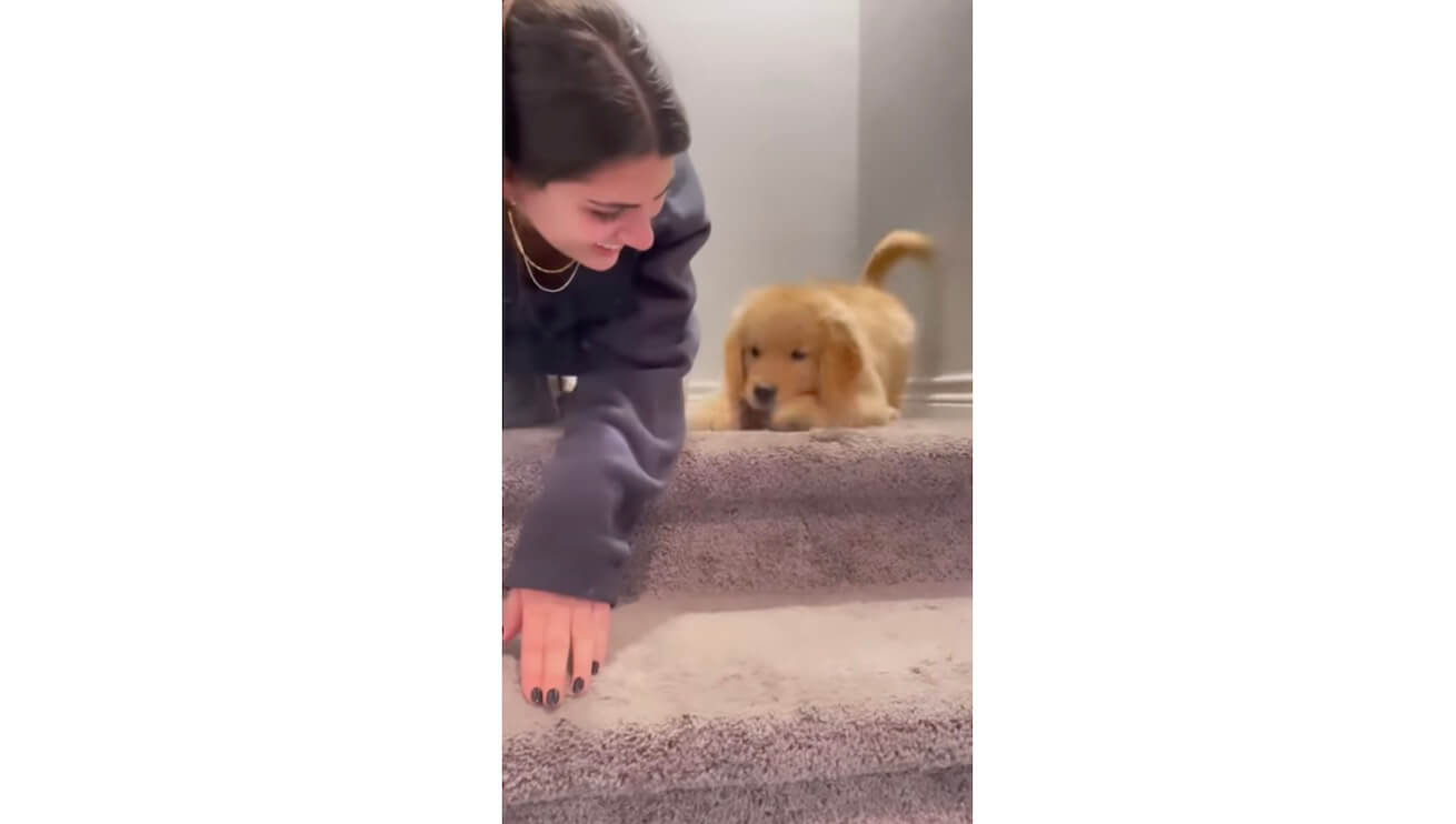 ゴールデンレトリーバー,動画