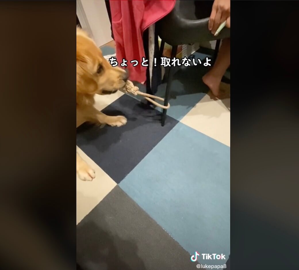 ゴールデンレトリーバー,動画