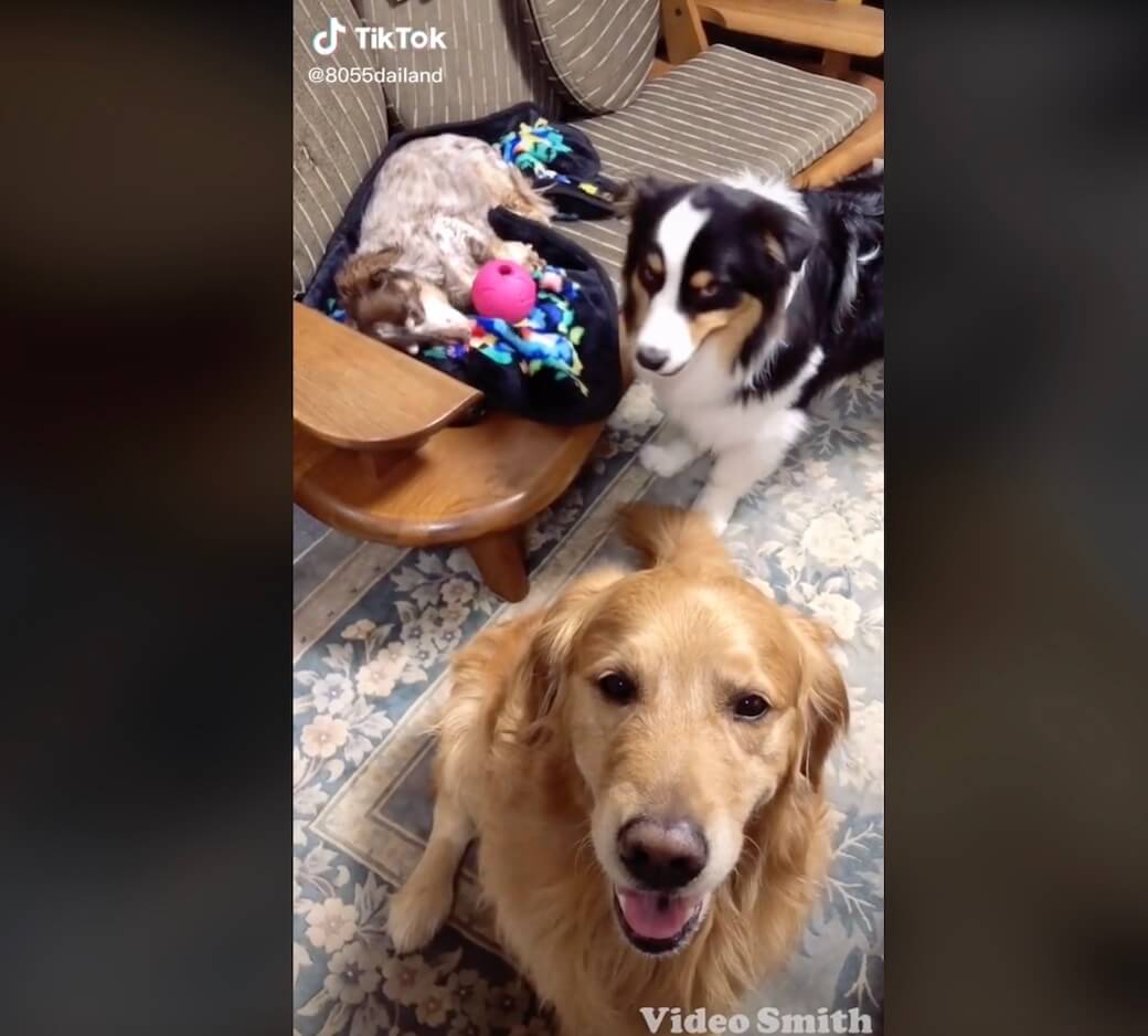 ゴールデンレトリーバー,動画