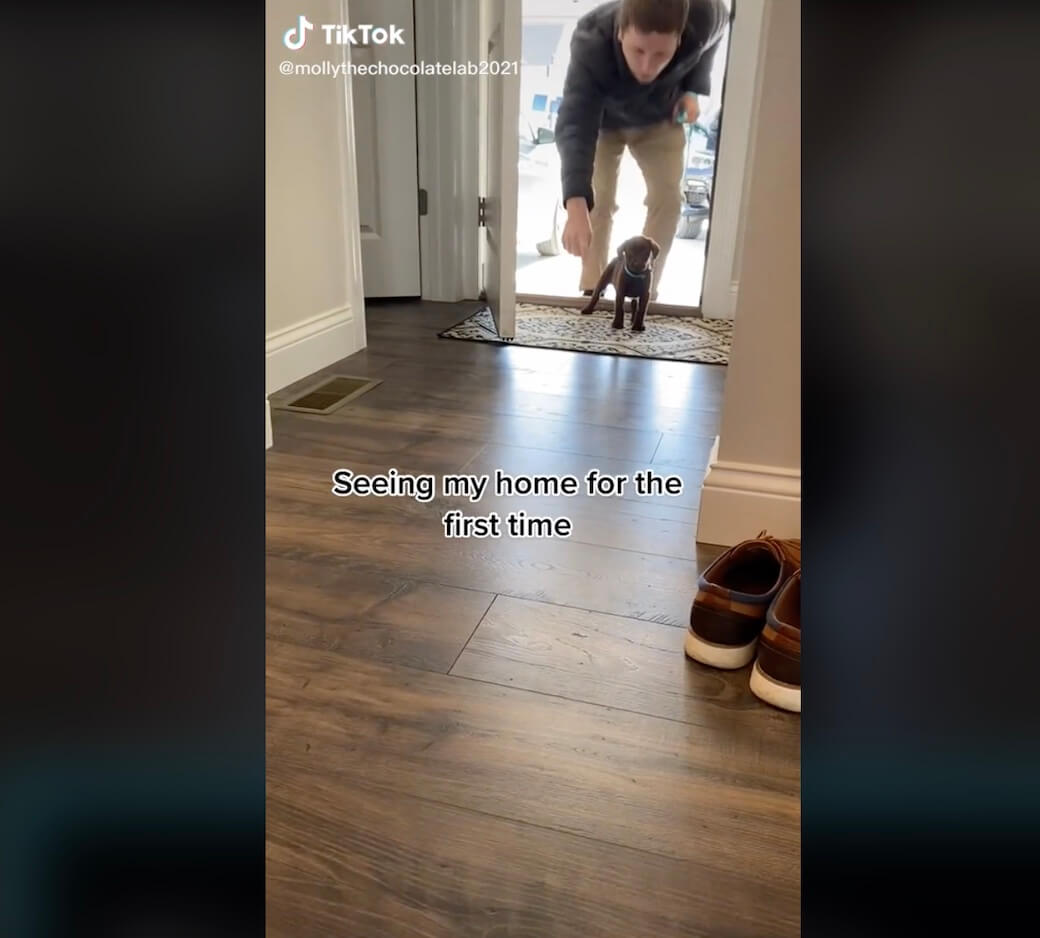 ラブラドールレトリーバー,動画