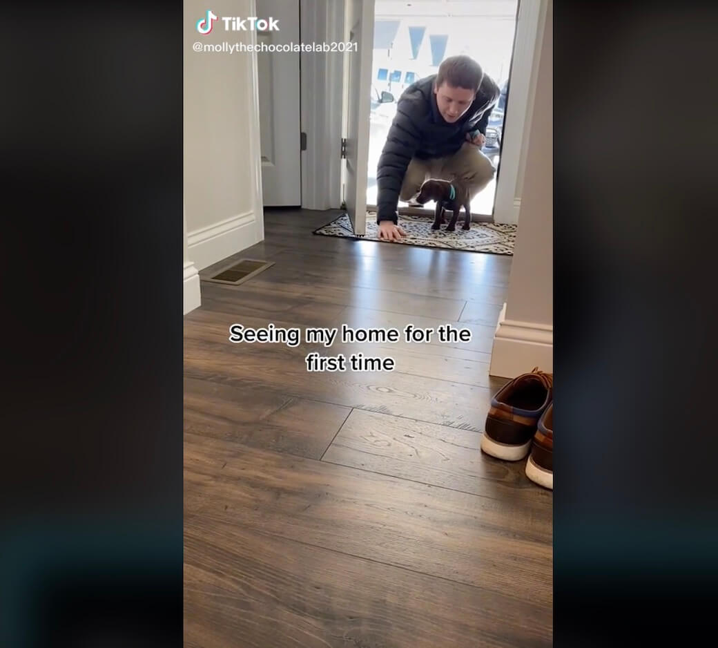 ラブラドールレトリーバー,動画