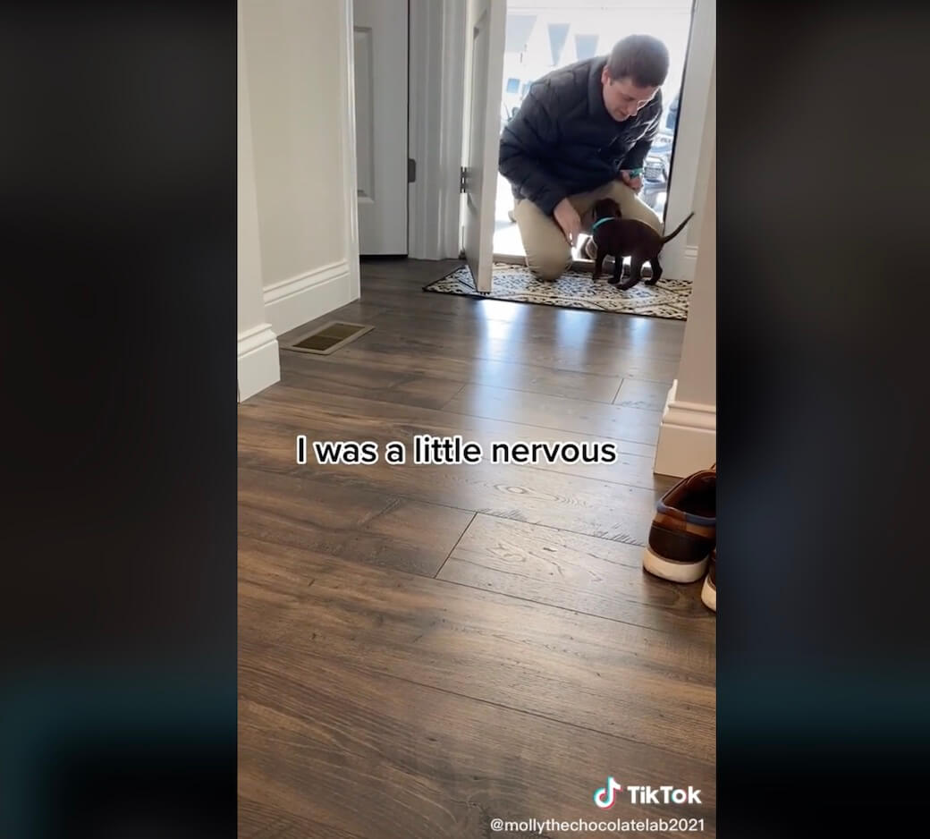 ラブラドールレトリーバー,動画