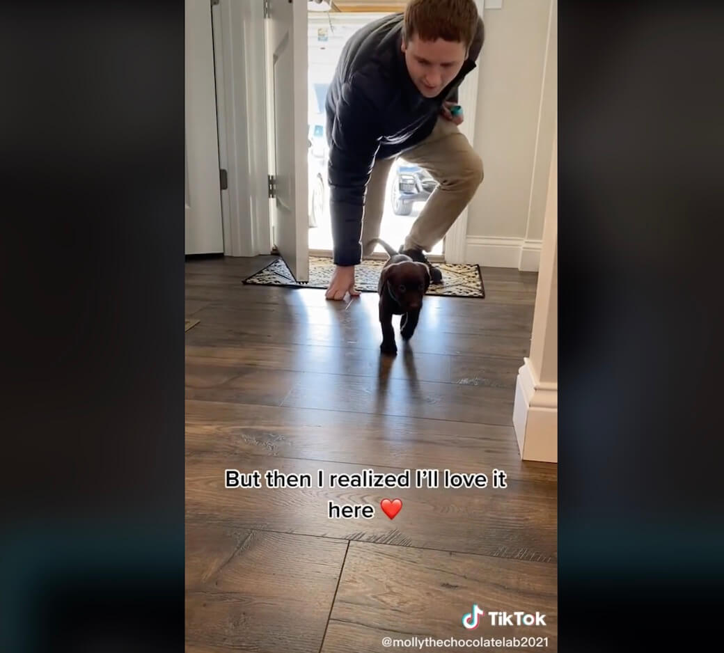 ラブラドールレトリーバー,動画