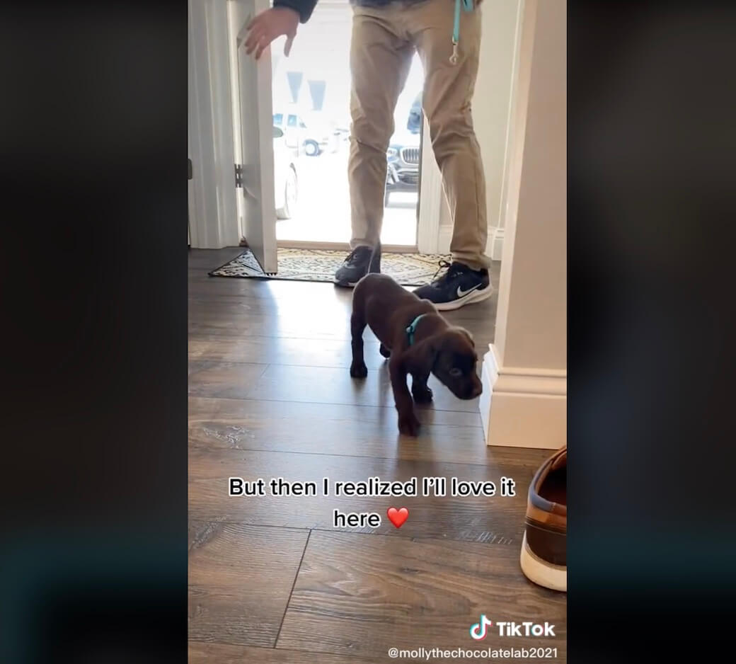 ラブラドールレトリーバー,動画