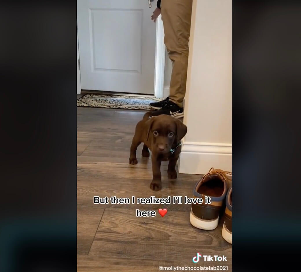 ラブラドールレトリーバー,動画