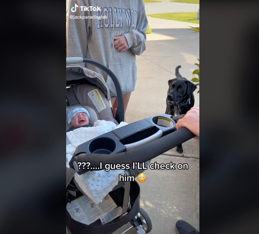 ラブラドールレトリーバー,動画