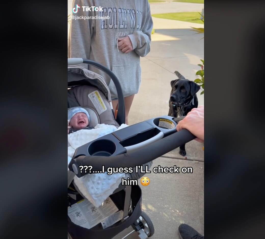 ラブラドールレトリーバー,動画