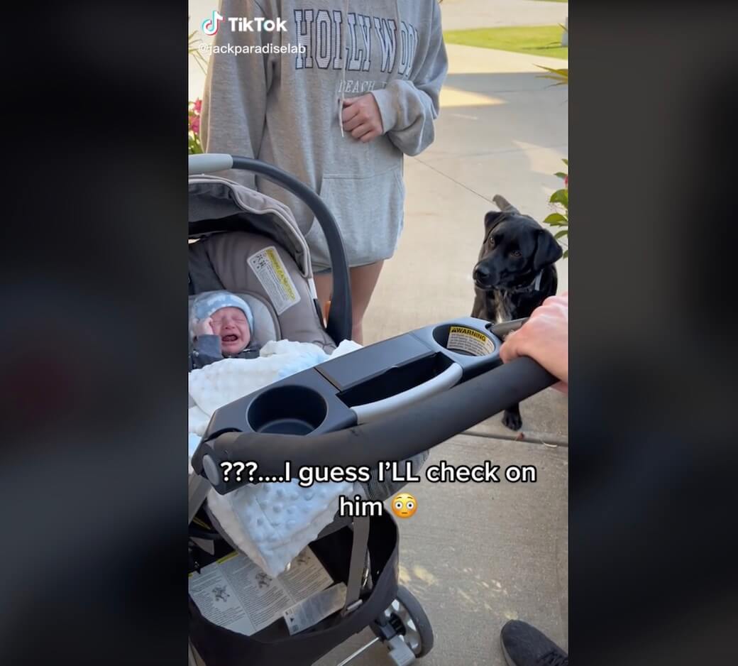 ラブラドールレトリーバー,動画