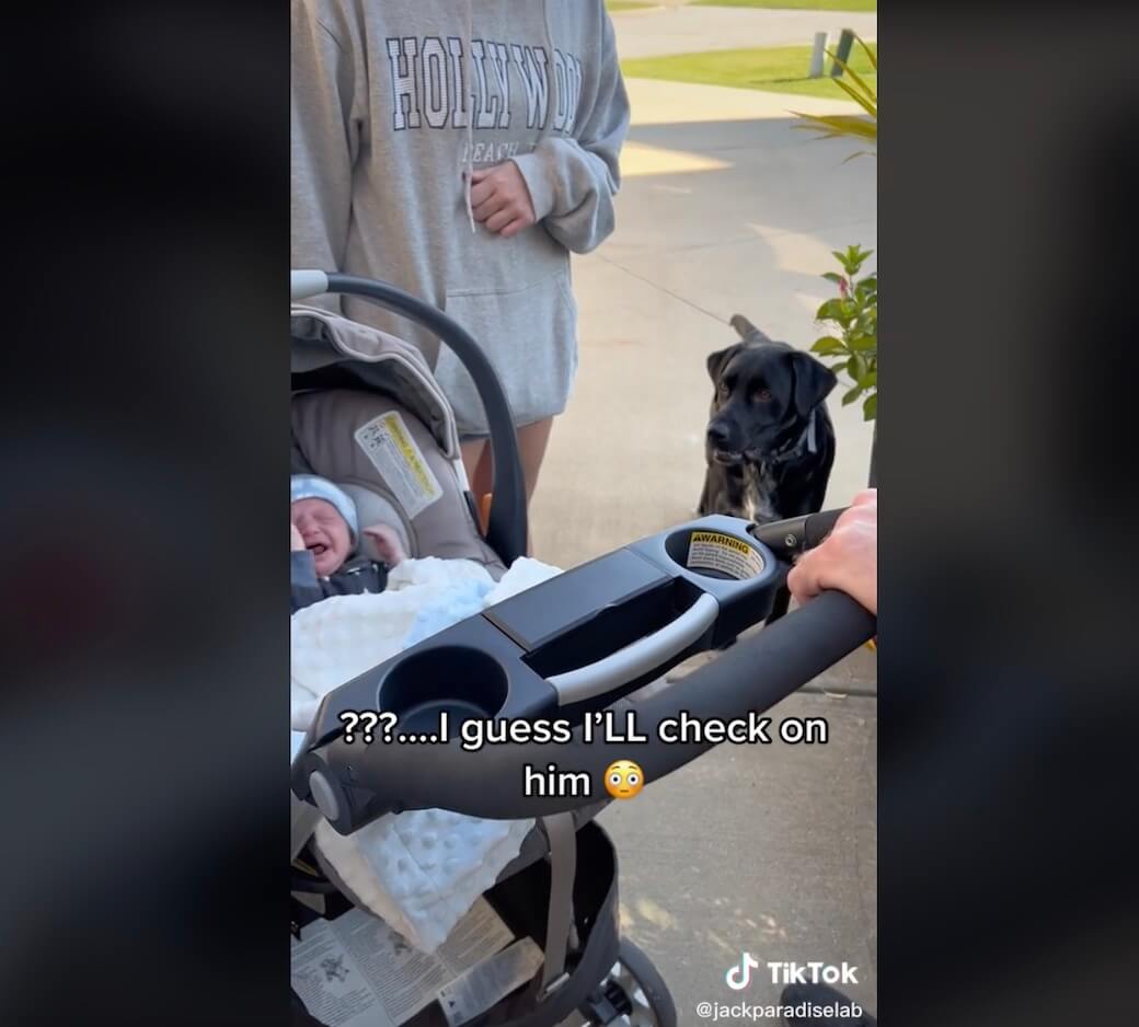 ラブラドールレトリーバー,動画