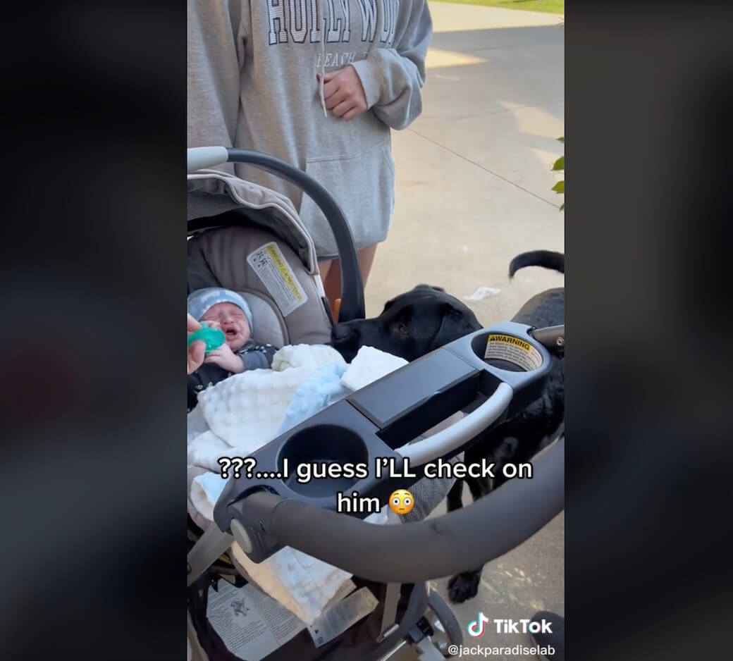 ラブラドールレトリーバー,動画