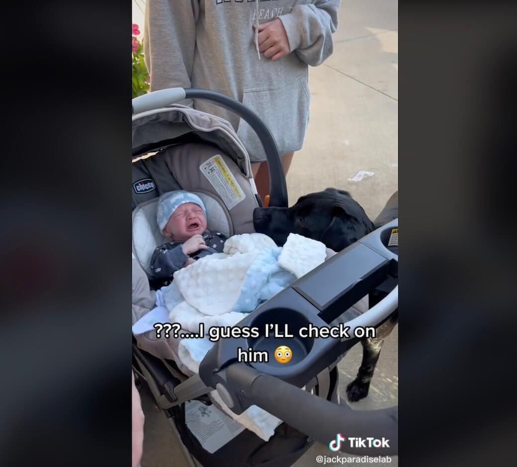 ラブラドールレトリーバー,動画