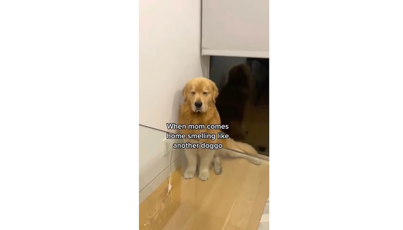 ゴールデンレトリーバー,動画