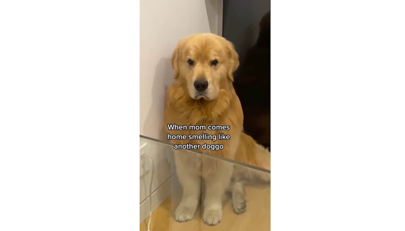 ゴールデンレトリーバー,動画