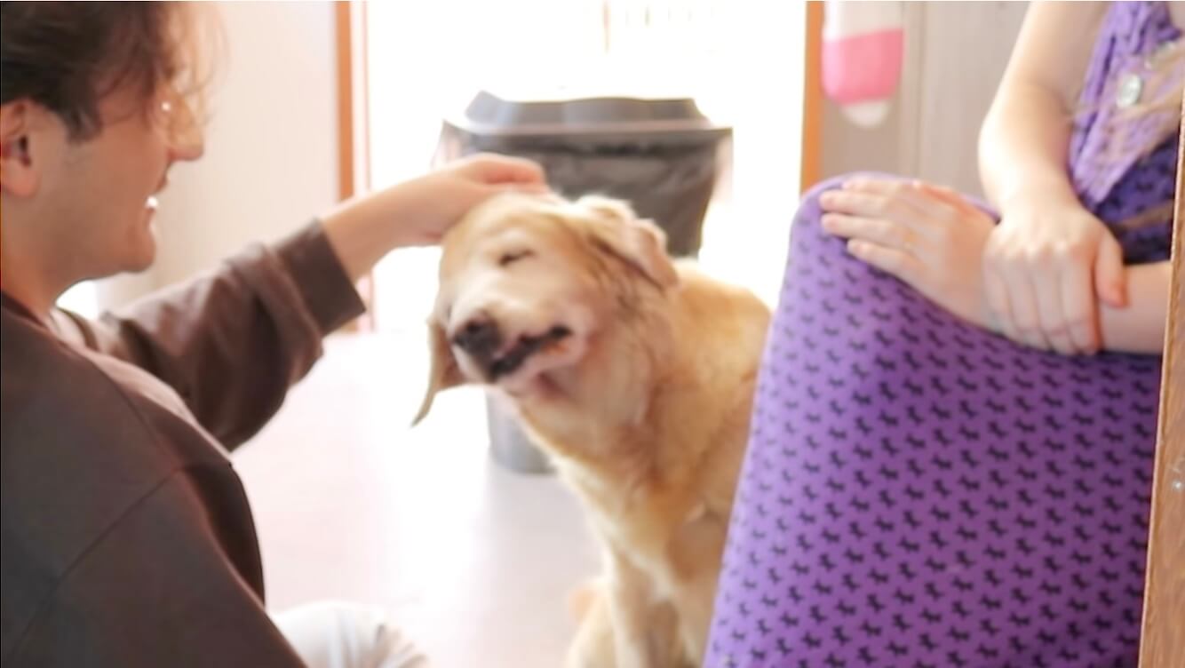 ゴールデンレトリーバー,動画