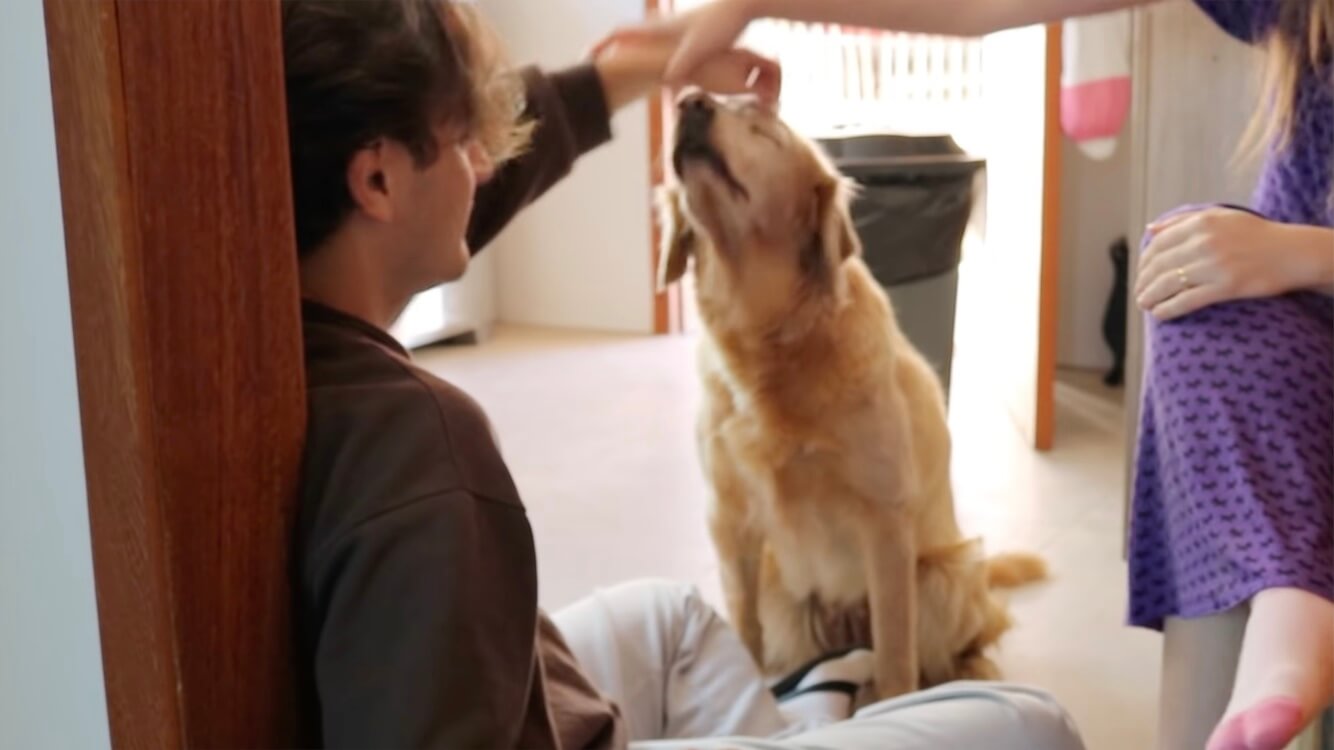 ゴールデンレトリーバー,動画