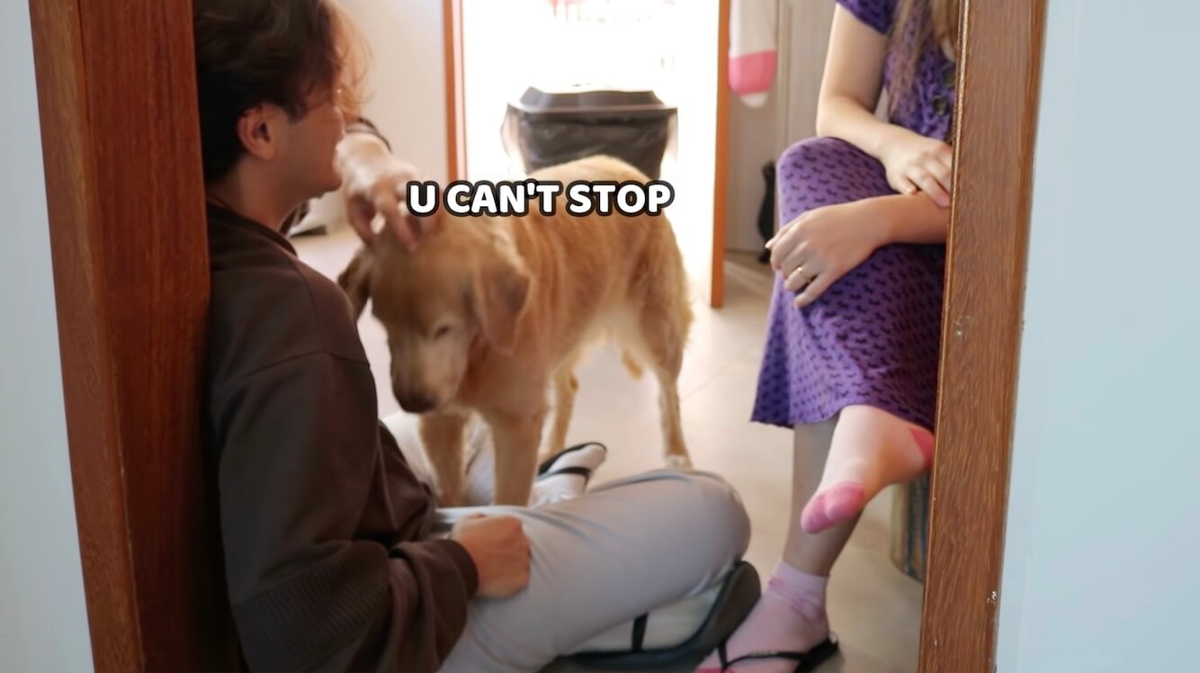 ゴールデンレトリーバー,動画