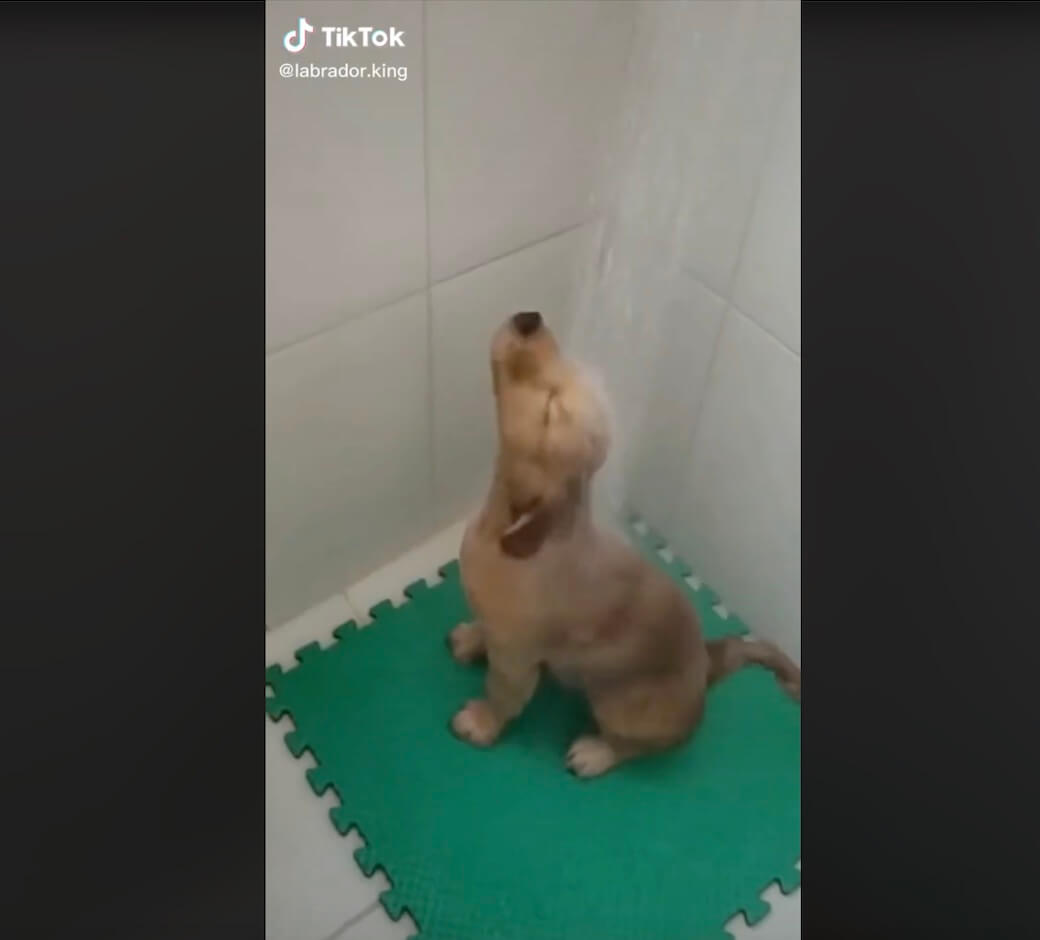 ラブラドールレトリーバー,動画