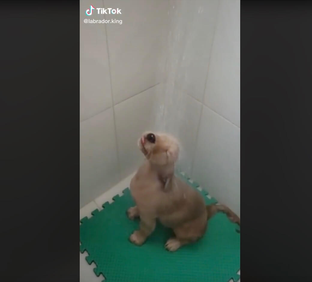 ラブラドールレトリーバー,動画