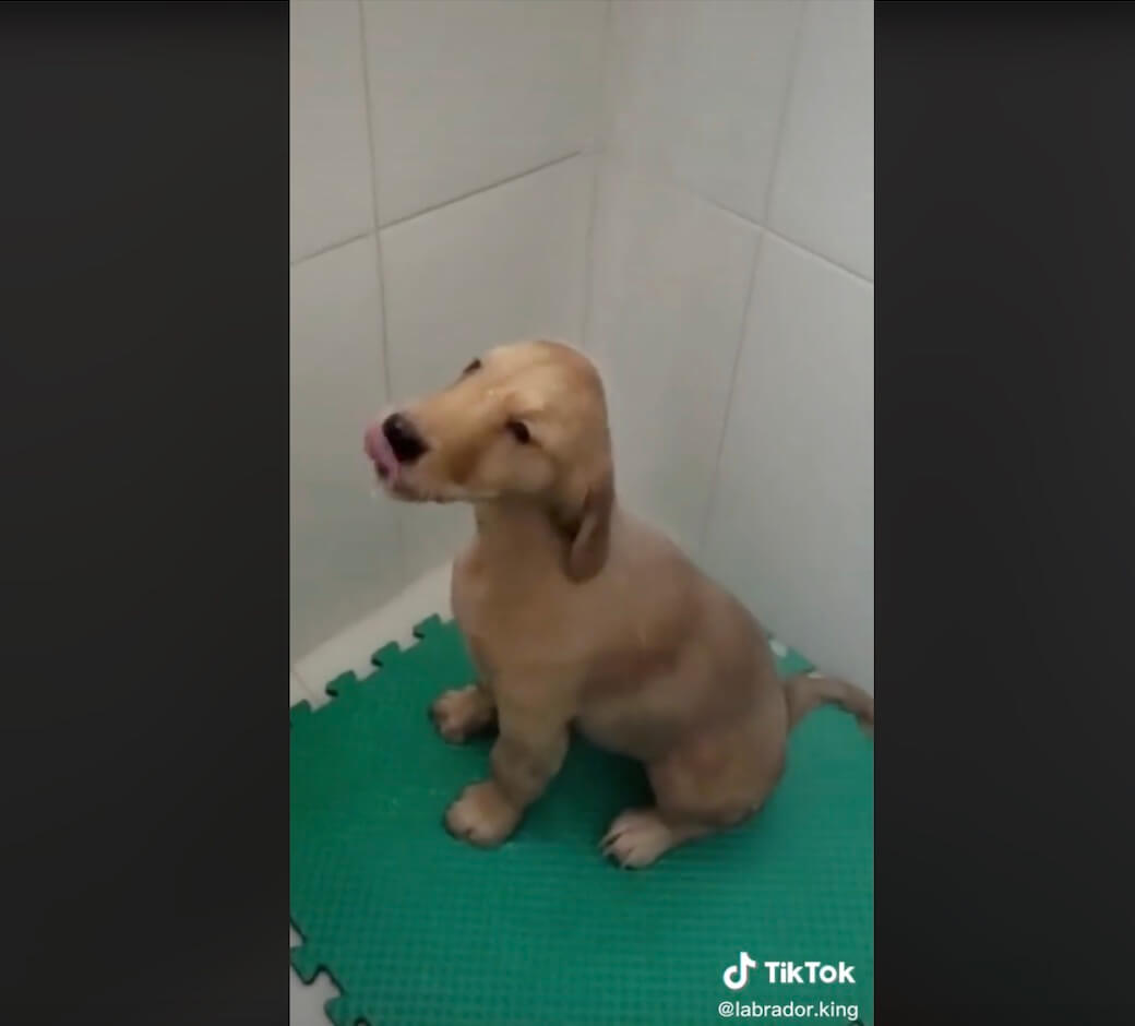 ラブラドールレトリーバー,動画