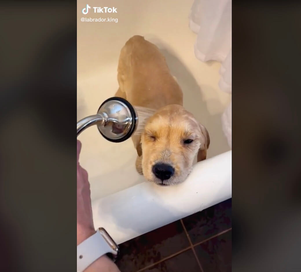 ラブラドールレトリーバー,動画