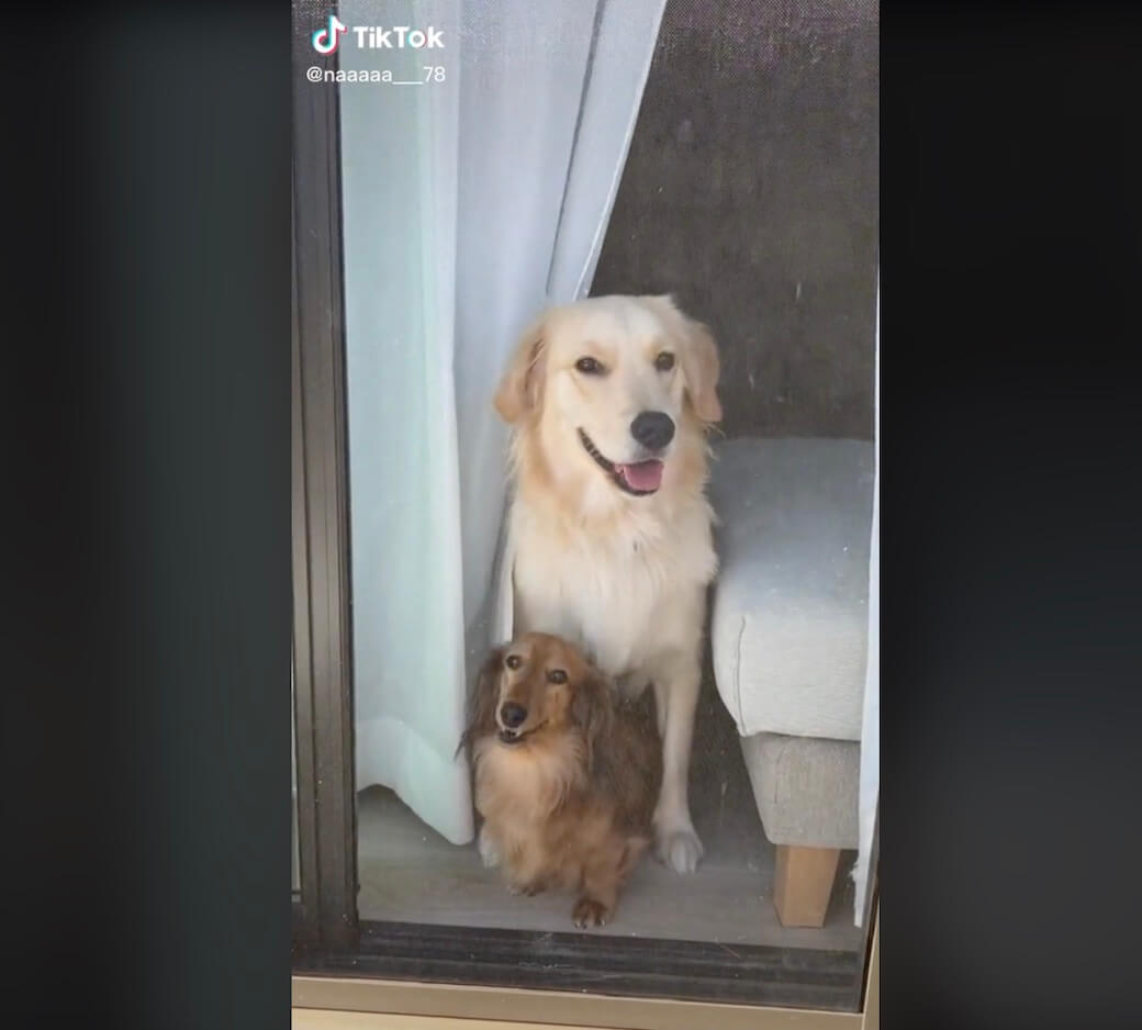 ゴールデンレトリーバー,動画