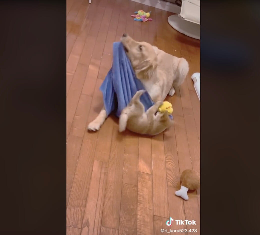 ゴールデンレトリーバー,動画